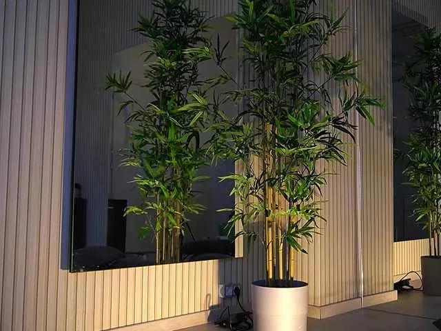 Freechat VanesaSimon on BongaCams