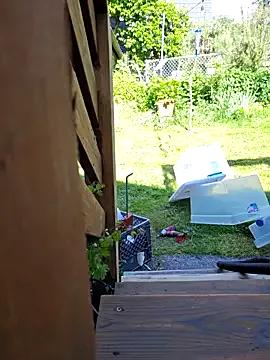 Freechat Armyexhibitionistvet on StripChat